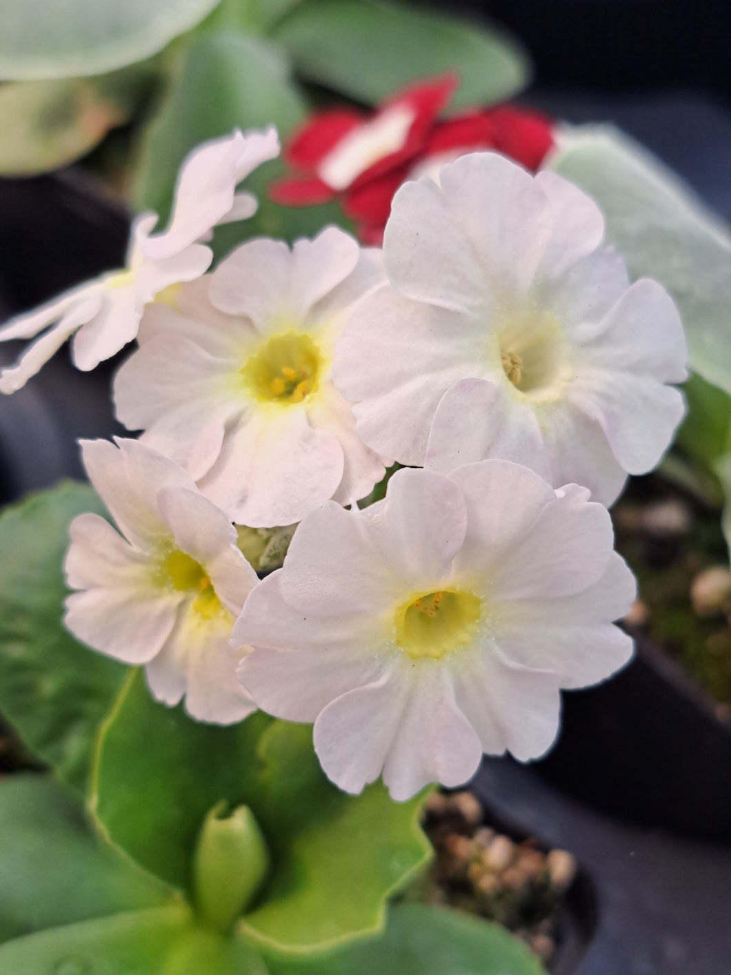 Auricula 'PICOTEE' (B)