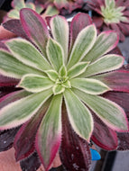 Aeonium Firecracker f. Variegated – UK Grown