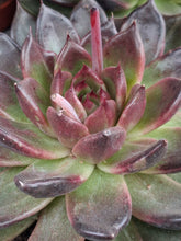 Load image into Gallery viewer, Echeveria nebula 'Violet'
