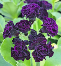 Load image into Gallery viewer, Auricula &#39;TIM&#39; (D)
