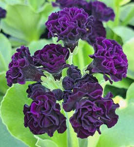 Auricula 'TIM' (D)