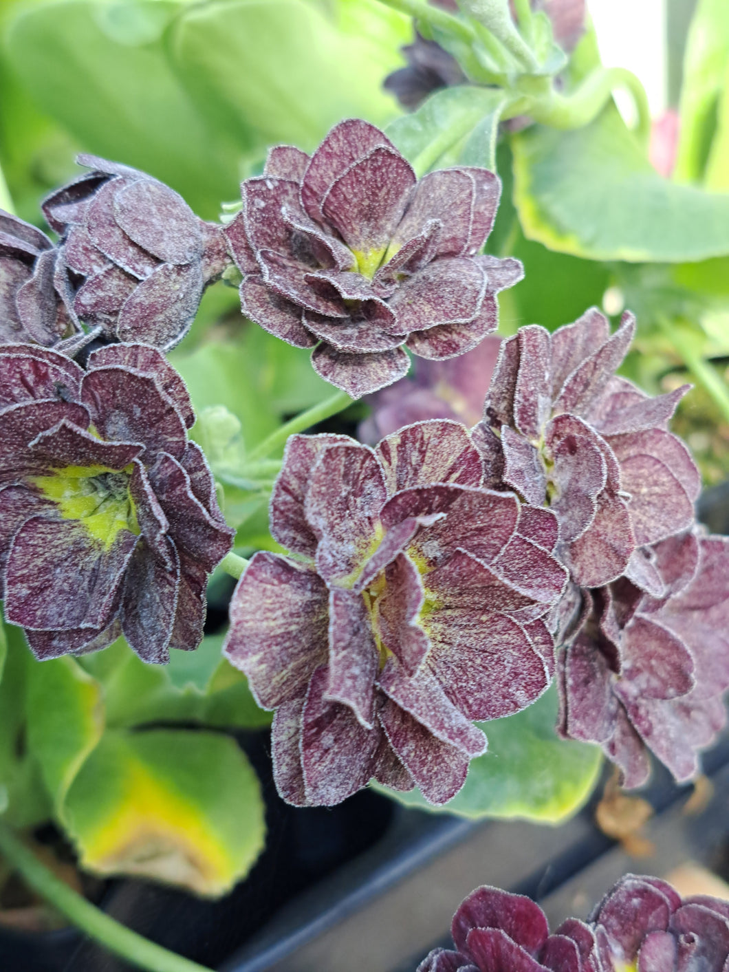 Auricula 'SPLASH' (D)