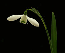 Load image into Gallery viewer, Galanthus 'S. Arnott'
