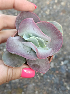 Cotyledon undulata 'Red Flame'