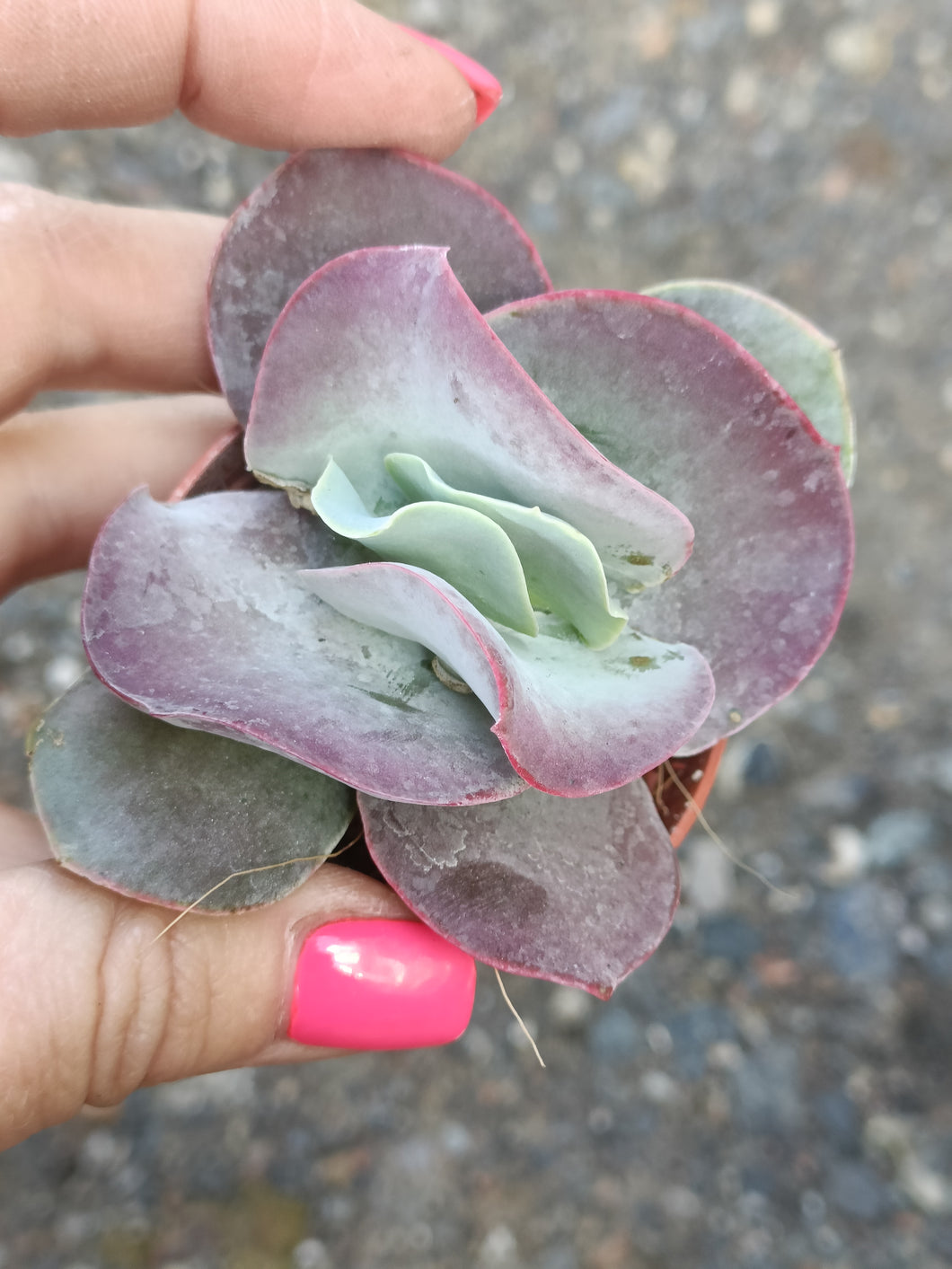 Cotyledon undulata 'Red Flame'