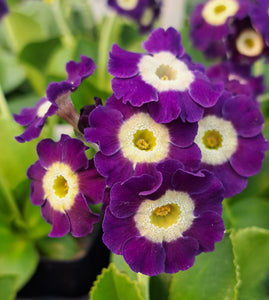 Auricula 'DIDO' (B)