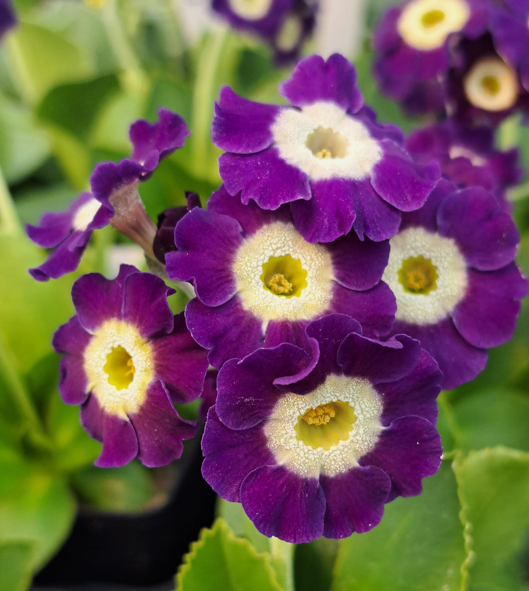 Auricula 'DIDO' (B)