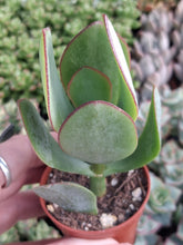 Load image into Gallery viewer, Crassula Arborescens
