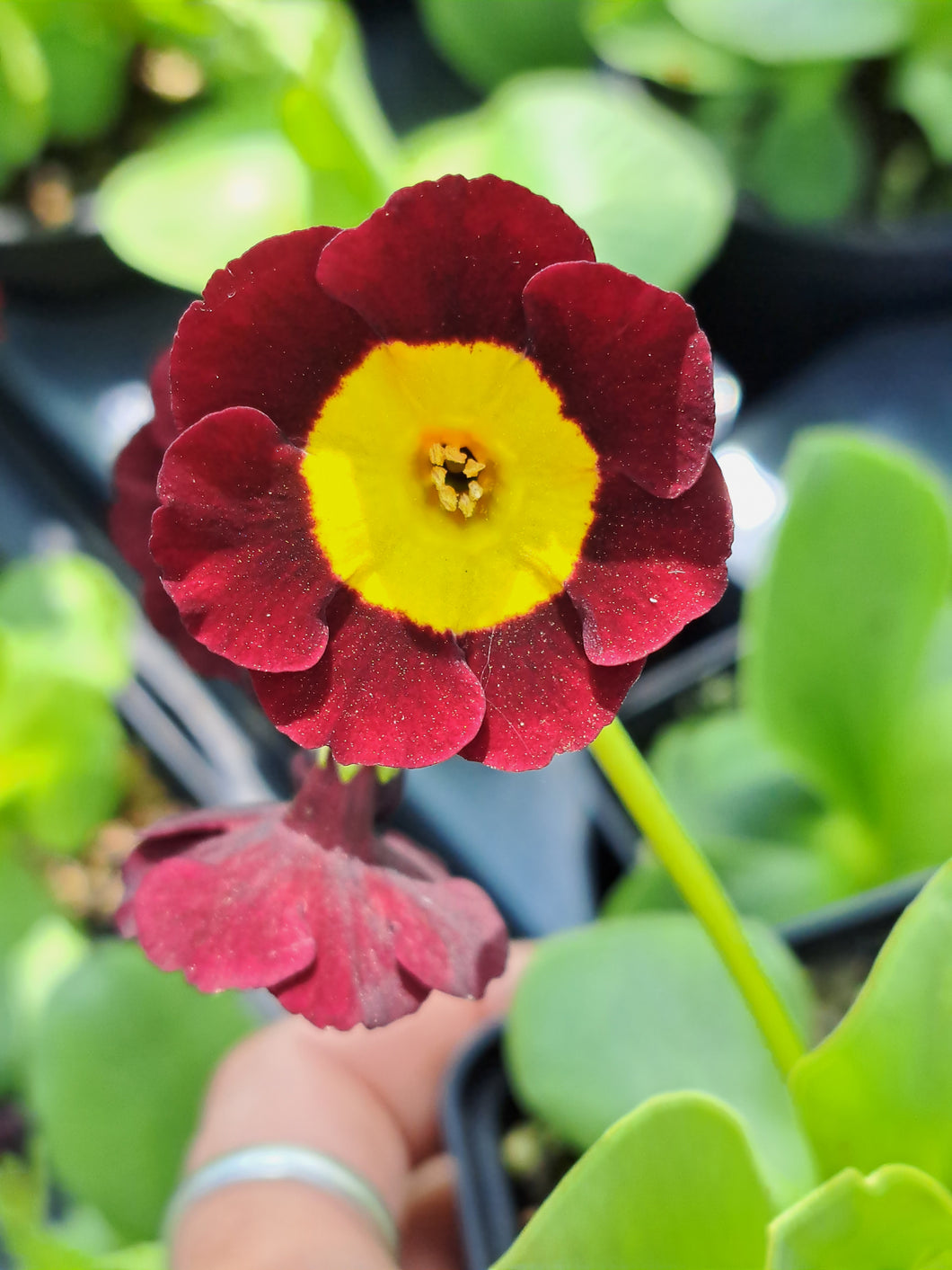 Auricula 'REGENCY' (A)