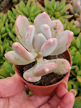 Load image into Gallery viewer, Pachyphytum Glutinicaule 5.5cm
