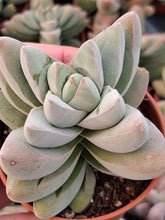 Load image into Gallery viewer, Crassula Capitella 'White Ben' 5.5cm
