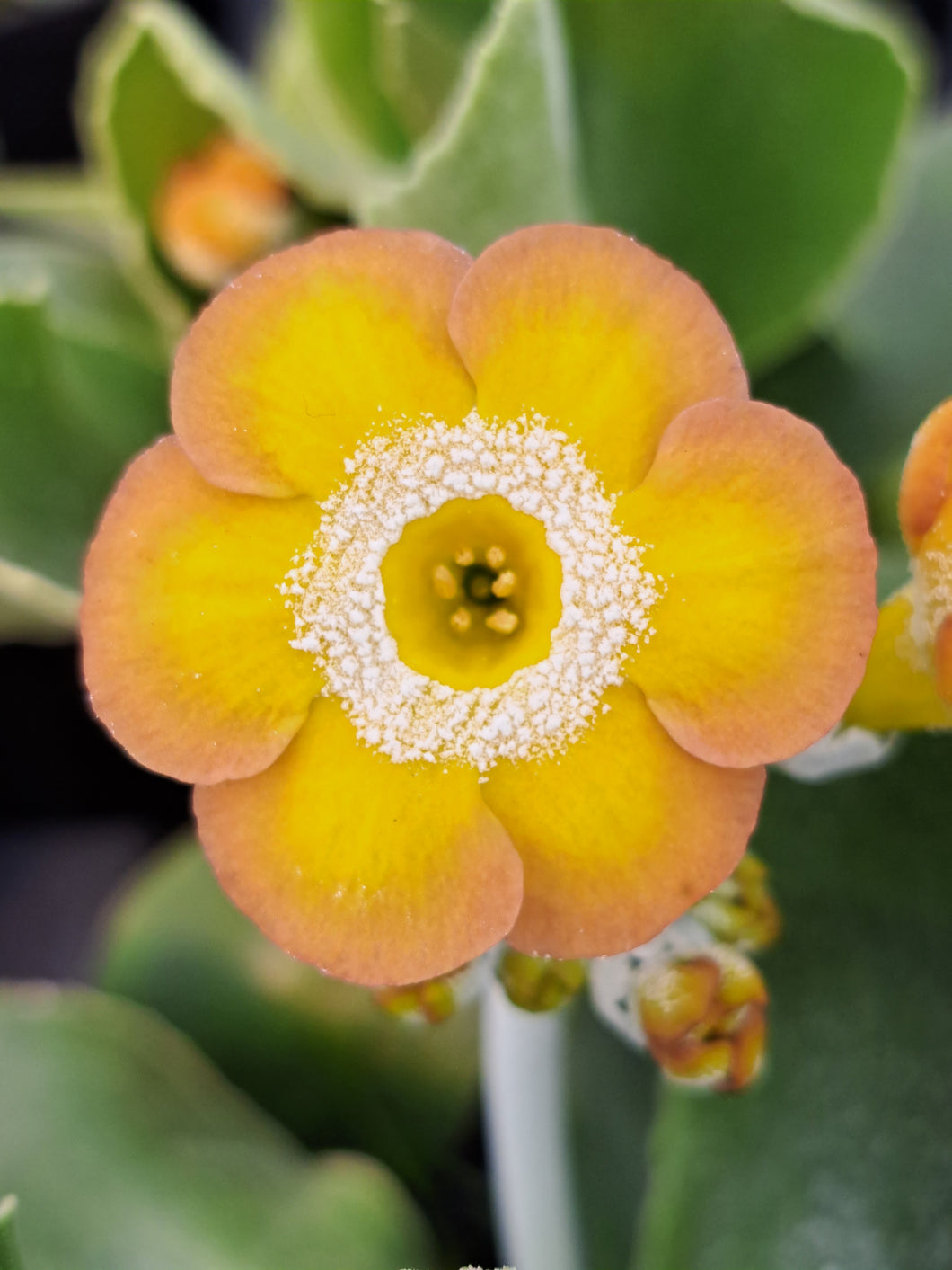 Auricula 'BEERVELDE' (B)