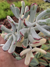 Load image into Gallery viewer, Cotyledon Orbiculata var. Flanaganii f. variegata
