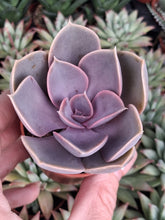 Load image into Gallery viewer, Echeveria PEARL VON NUREMBURG
