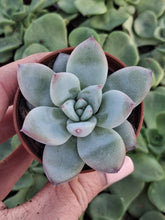 Load image into Gallery viewer, Echeveria colorata ICE
