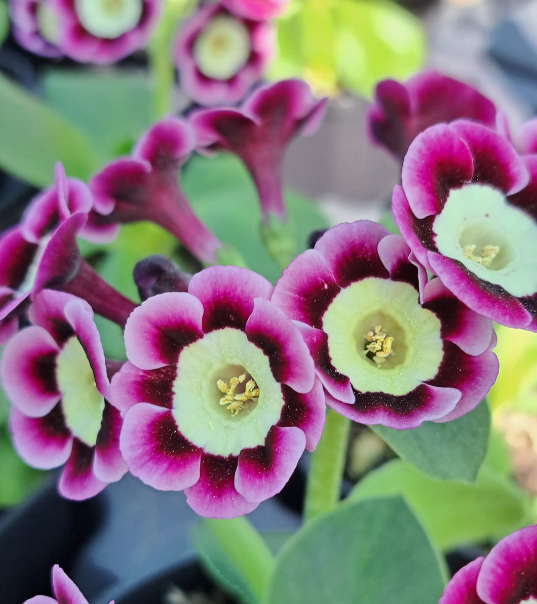 Auricula 'NORMA' (A)
