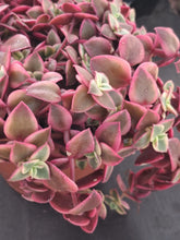 Load image into Gallery viewer, Crassula Marginalis Rubra f. Variegata "Calico Kitten"
