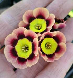 Auricula 'PINK FLOYD' (A)