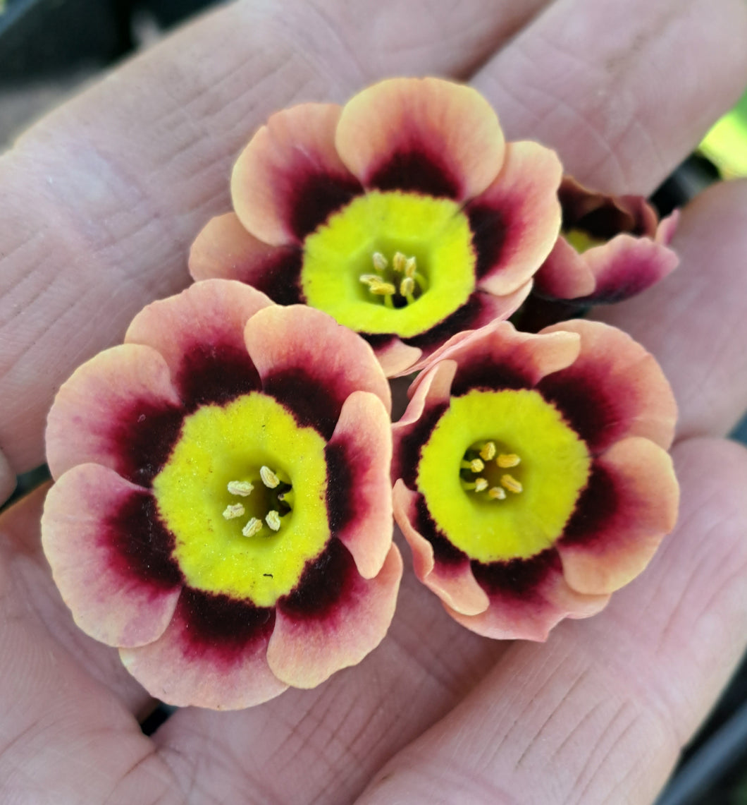 Auricula 'PINK FLOYD' (A)