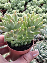 Load image into Gallery viewer, Sedum Morganianum Magnum
