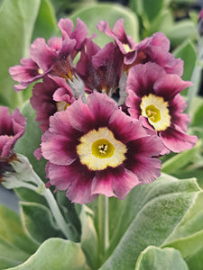Auricula 'EMILY MARY' (B)