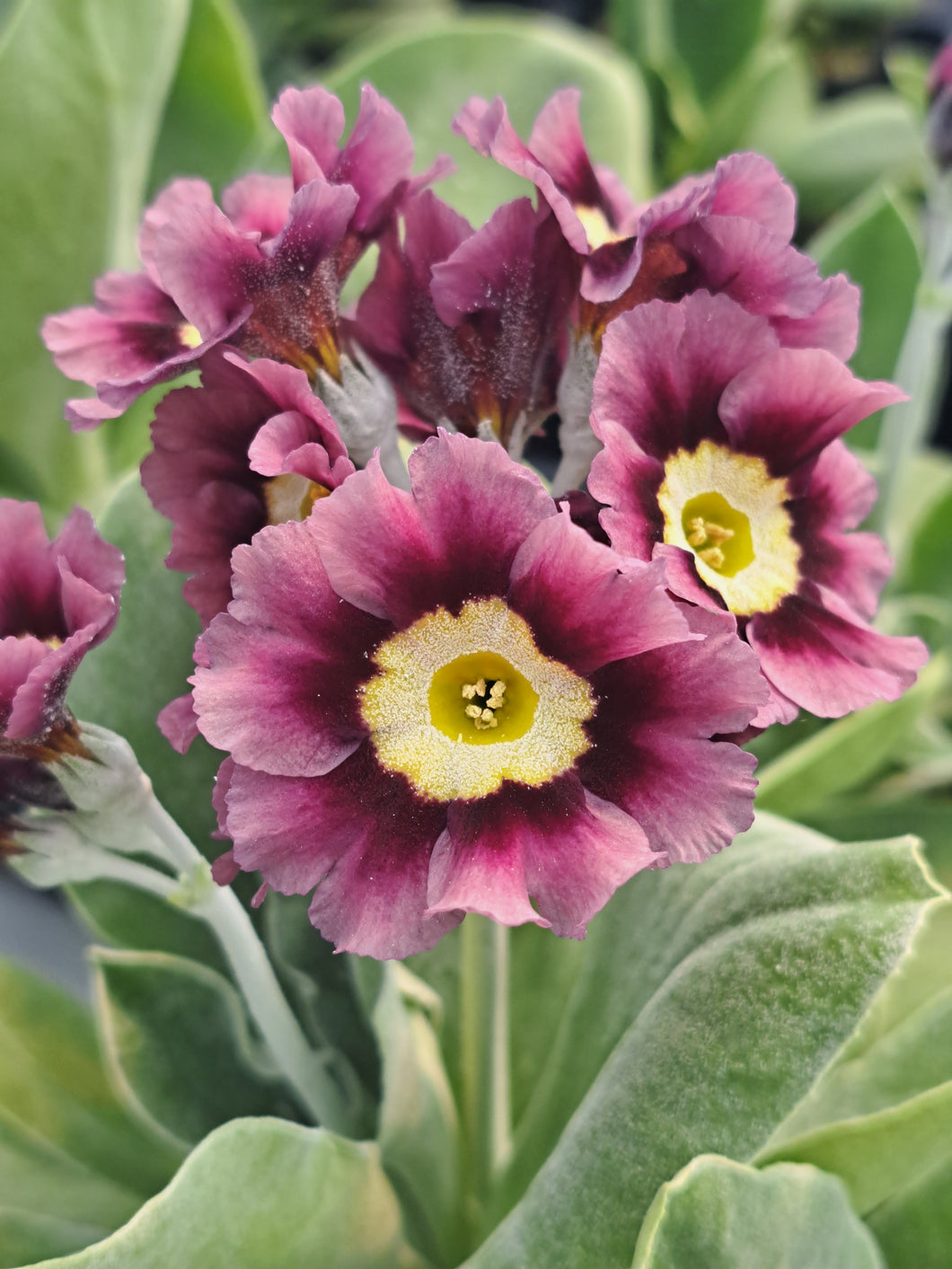 Auricula 'EMILY MARY' (B)