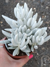 Load image into Gallery viewer, Senecio Haworthii 'Mont Blanc'
