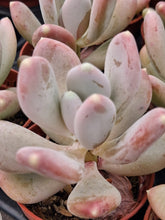 Load image into Gallery viewer, Pachyphytum Glutinicaule 5.5cm
