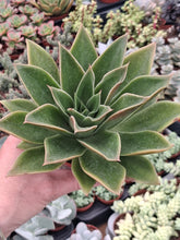 Load image into Gallery viewer, Echeveria MEXICANO syn. RUBELLA
