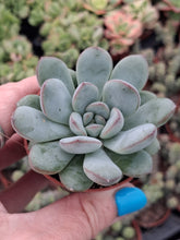 Load image into Gallery viewer, Echeveria 'Morning Dew'
