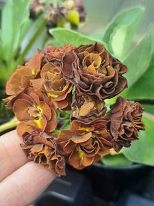Auricula 'LINCOLN ELF' (D)
