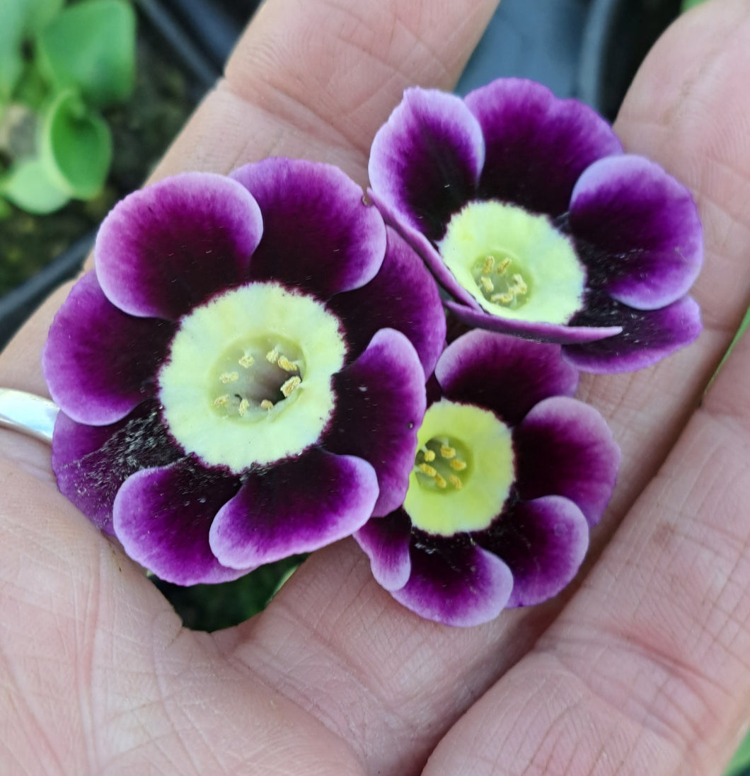 Auricula 'OSSETT SAPHIRE' (A)