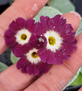 Auricula 'SARAH SUZANNE' (B)