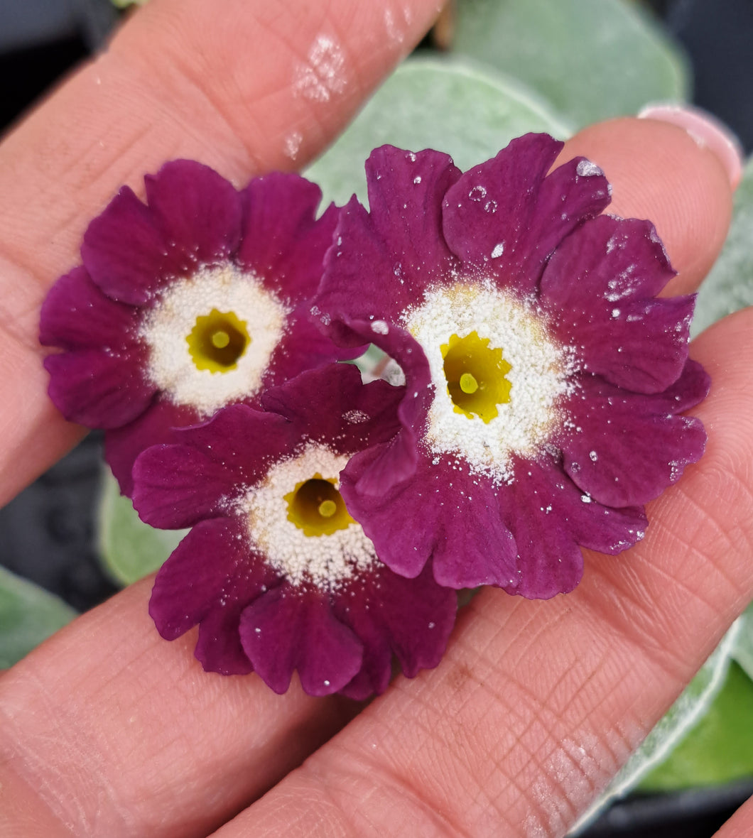 Auricula 'SARAH SUZANNE' (B)