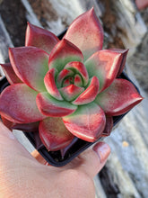 Load image into Gallery viewer, Echeveria agavoides Romeo Rubin x Colorata
