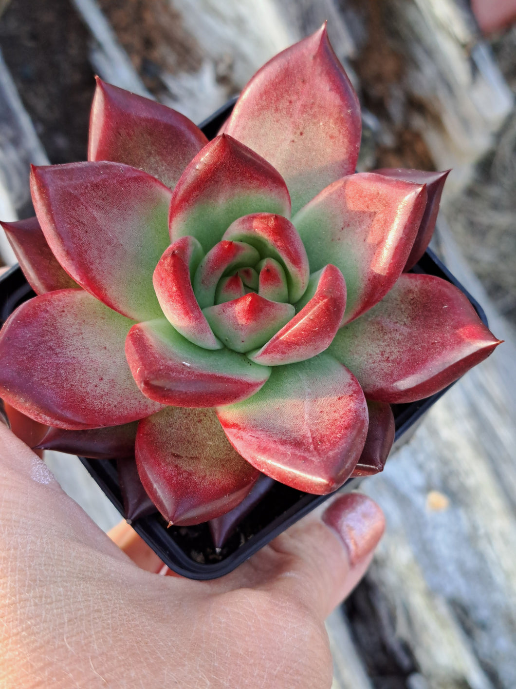 Echeveria agavoides Romeo Rubin x Colorata