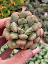 Load image into Gallery viewer, Graptoveria Amethorum

