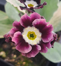 Load image into Gallery viewer, Auricula &#39;McWATT&#39;S BLUE&#39; (B)
