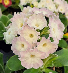Auricula 'BELLAMY PRIDE' (B)
