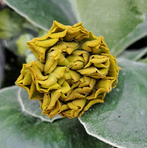 Auricula 'GOOGIE' (D)