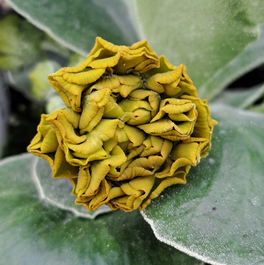 Auricula 'GOOGIE' (D)