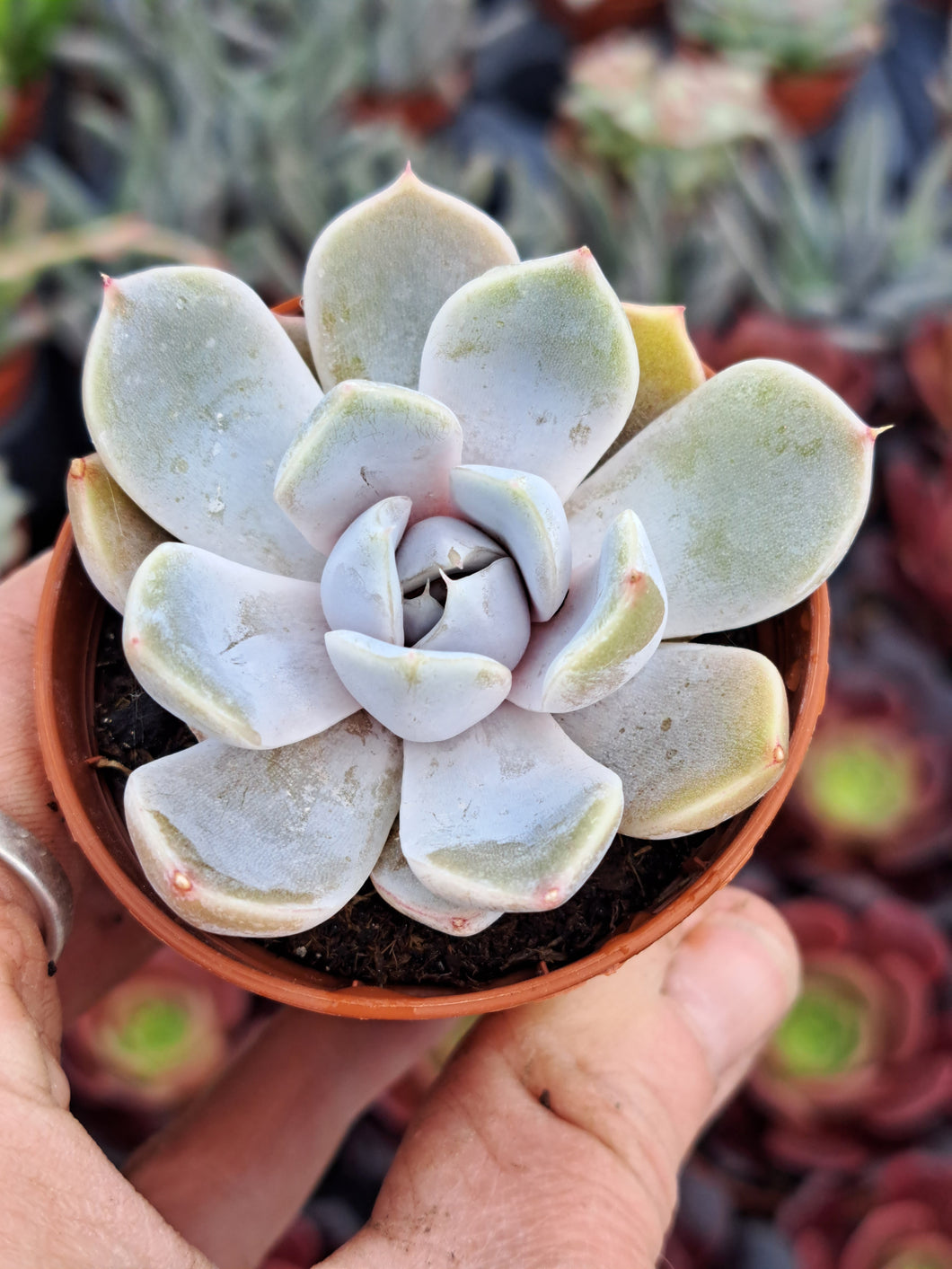 Echeveria SNOW BUNNY