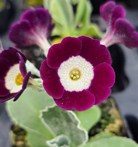 Auricula 'EDEN SIMON ' (B)