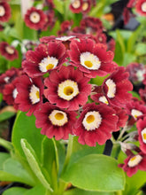 Load image into Gallery viewer, Auricula &#39;D&#39;ARTAGNAN&#39; (B)
