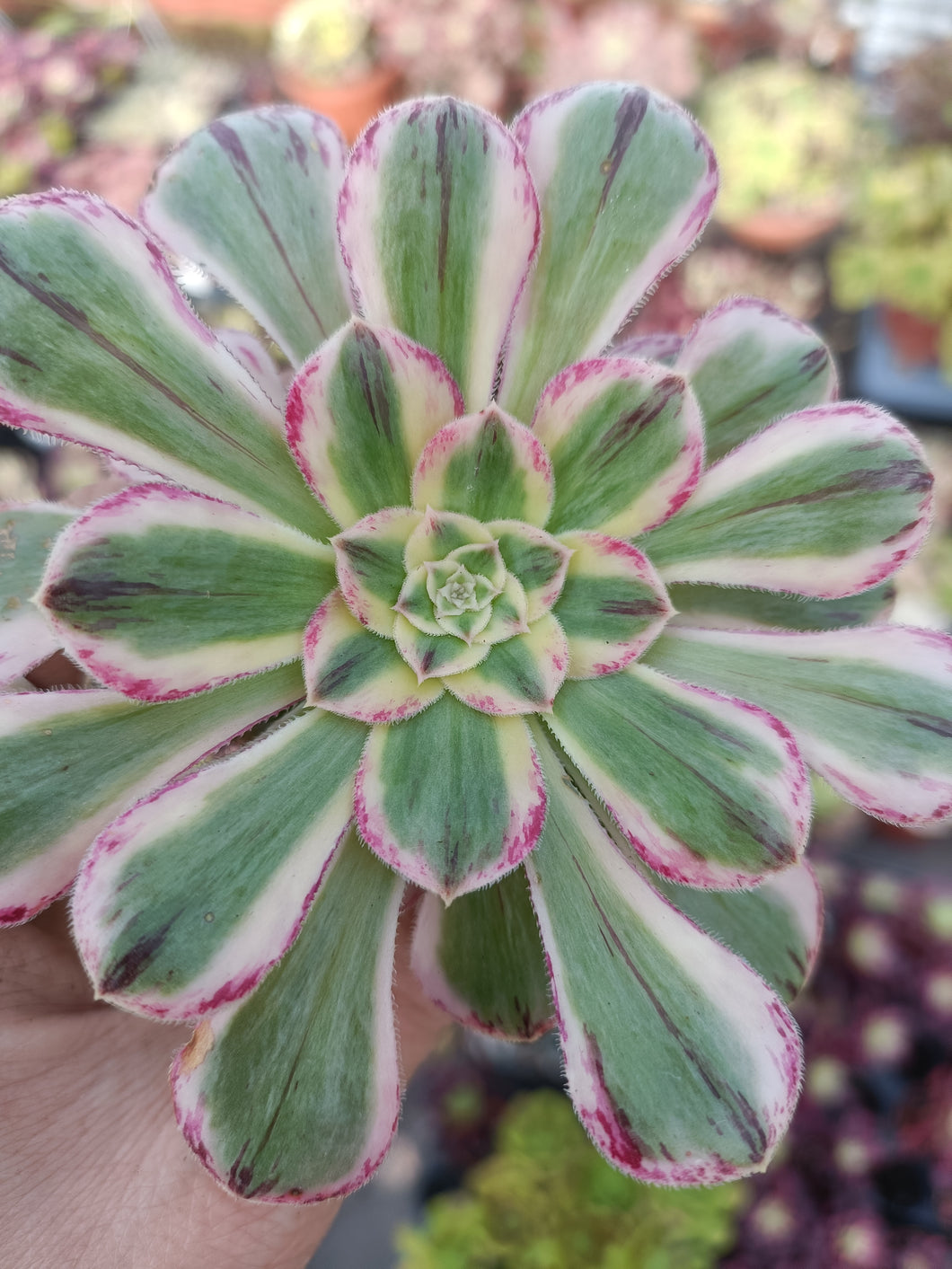 Aeonium Arboreum Rubrolineatum f. Variegata