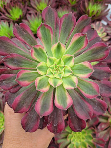 Aeonium WU TIAN JI   [WTJ]