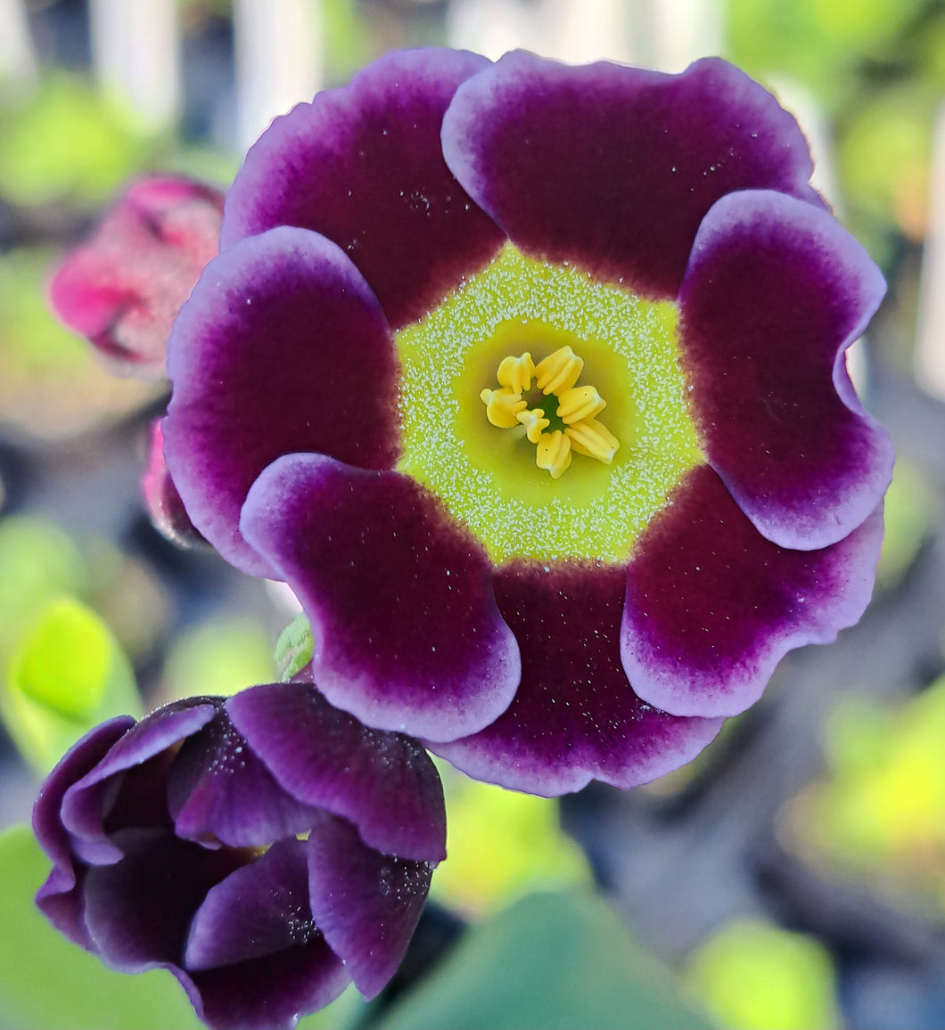 Auricula 'VERA HILL' (A)
