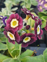 Load image into Gallery viewer, Auricula &#39;AUBERGINE&#39; (B)
