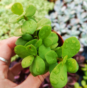Crassula (Portulacaria) Afra