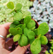 Portulacaria afra – UK-Grown Elephant Bush Succulent